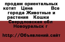 продам ориентальных котят › Цена ­ 5 000 - Все города Животные и растения » Кошки   . Свердловская обл.,Новоуральск г.